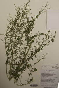 Herbarium Sheet of 